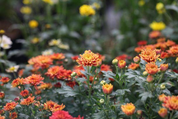 Blumenbeet Lindow