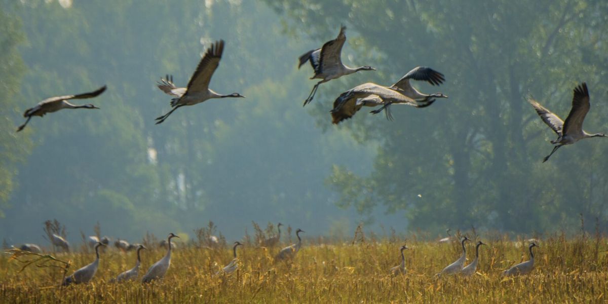 Wildtierfiebel 2025 BRB