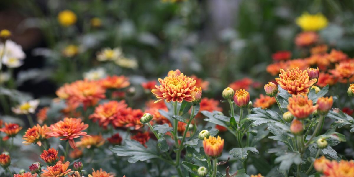 Blumenbeet Lindow