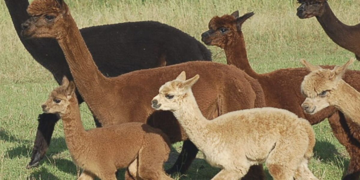 Alpaca Nigra Strubensee