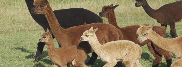 Foto: Alpaca Nigra Strubensee